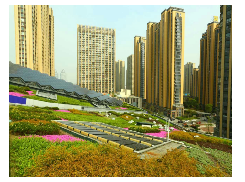 长沙政府机构屋顶草坪 长沙政府机构屋顶草坪